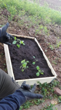 Och så fick vi ett par plantor med broccoli, tomater och squash av Lowes syster René som vi planterade i en tredje odlingslåda.