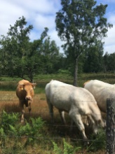Dag 2 cyklade vi ner till Hagestads naturreservat och stötte bl a på några nyfikna och söta kor.